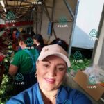 Zbiór sałaty, Compliment B.V , praca w Holandii