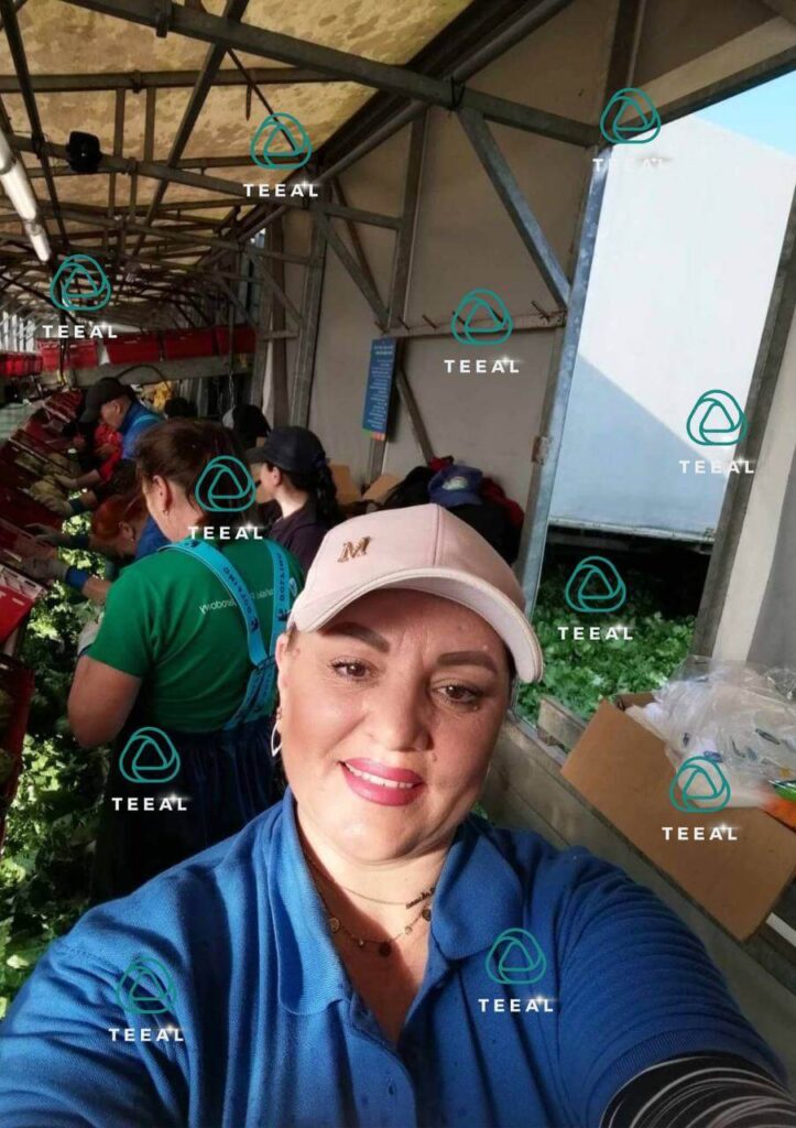 Zbiór sałaty, Compliment B.V , praca w Holandii