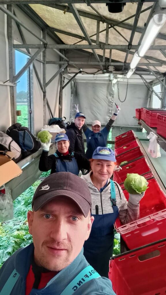 Zbiór sałaty, Compliment B.V , praca w Holandii