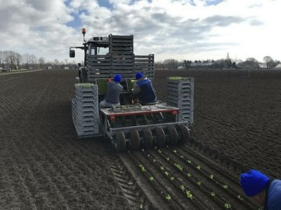 Збір салату, Compliment BV (Голландія)