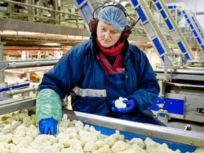 Opakowania półproduktów, GREENYARD FROZEN