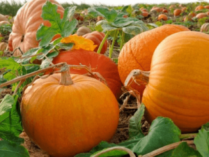 Уборке брокколи и тыквы в поле, GOSPODARSTWO ROLNE PIOTR MAREK