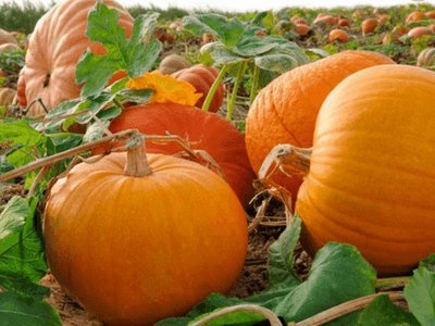 Прибирання брокколі та гарбуза в полі, GOSPODARSTWO ROLNE PIOTR MAREK