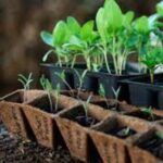 ŁÓDZKIE Sadzenie sadzonek