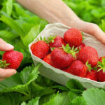 FWS Daifresh Florentyna Сбор клубники 2025