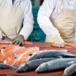 Pracownik produkcji ryb Sealogic