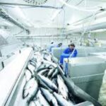 Бригадир на рибне підприємство м.Słupsk