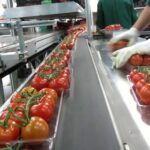 Бригадир на упаковку помідорів м.Legnica