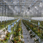 Kietaviskiu gausa Pracownik szklarni (Litwa)