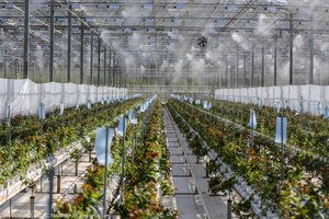 Kietaviskiu gausa Работник теплицы (Литва)