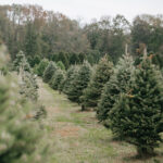 Pracownik choinkowy.