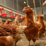 Работник на куриную ферму г.Prądocin