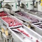 Pracownik zamrażalni owoców i warzyw