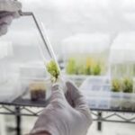 Laboratorium Produkcji i Rozmnażania Roślin