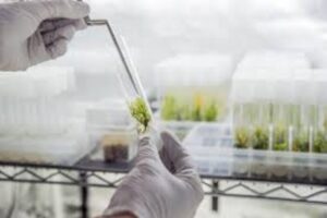 Лаборатория по производству и размножению растений