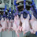 Pracownik zakładu produkcji kurczaków Animex Foods