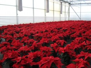 Plantas Kalisz - Работник на производстве цветов