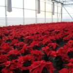 Plantas Kalisz - Работник на производстве цветов