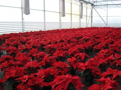 Plantas Kalisz - Работник на производстве цветов