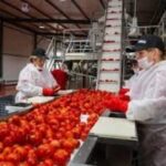 Dawtona Frozen Рабочий производственного цеха по переработки фруктов и овощей