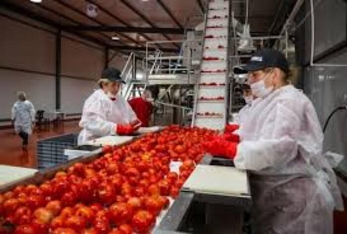 Dawtona Frozen Рабочий производственного цеха по переработки фруктов и овощей